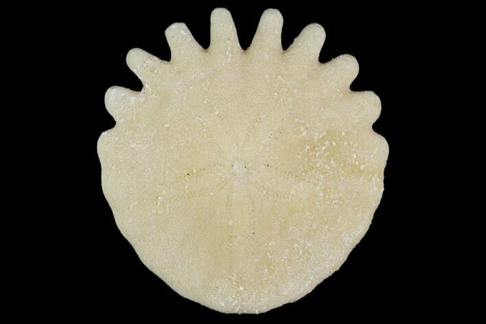 Fossil Sand Dollar (Heliophora) - Boujdour Province, Morocco #106782